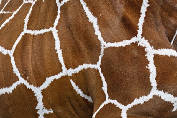 Reticulated giraffe (giraffa camelopardalis reticulata), close-up of the skin, captive, Switzerland
