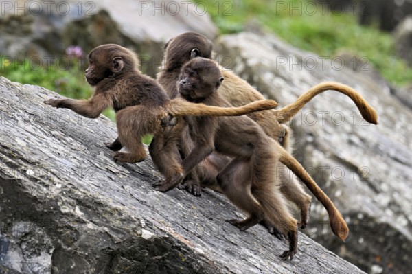 Djelada or blood-breasted baboon (Theropithecus gelada), young animals climbing up a rock, captive, Switzerland