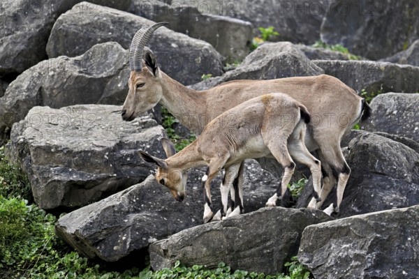Nubian ibex (Capra nubiana), with young, captive, Switzerland