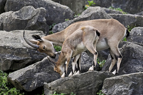 Nubian ibex (Capra nubiana), with young, captive, Switzerland