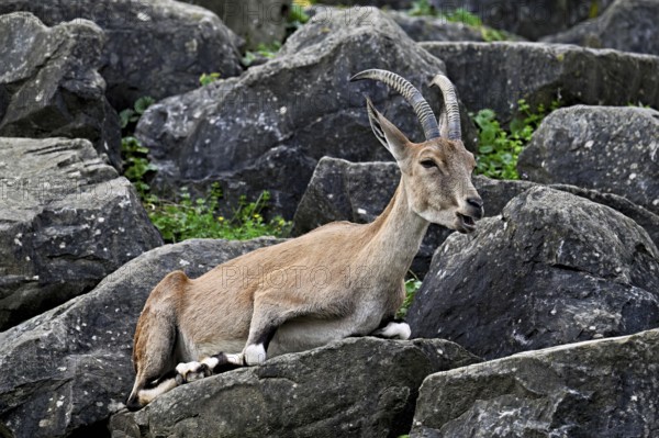 Nubian ibex (Capra nubiana), sitting on rock, captive, Switzerland