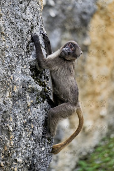 Djelada or blood-breasted baboon (Theropithecus gelada), old animal climbing on rock, captive, Switzerland