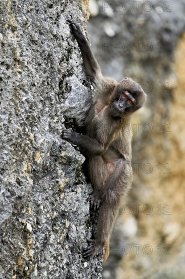 Djelada or blood-breasted baboon (Theropithecus gelada), old animal climbing on rock, captive, Switzerland