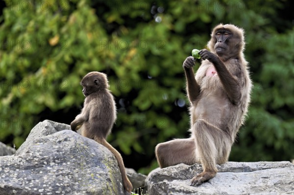 Djelada or blood-breasted baboon (Theropithecus gelada), old animal with young sitting on a rock, captive, Switzerland