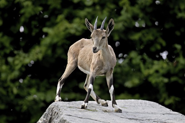 Nubian ibex (Capra nubiana), young animal standing on rock, captive, Switzerland