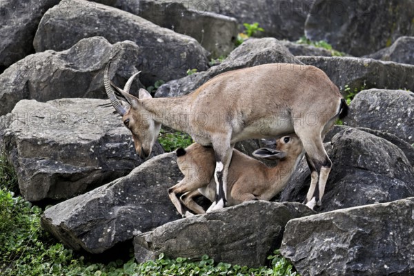 Nubian ibex (Capra nubiana), young animal drinking its mother's milk, captive, Switzerland