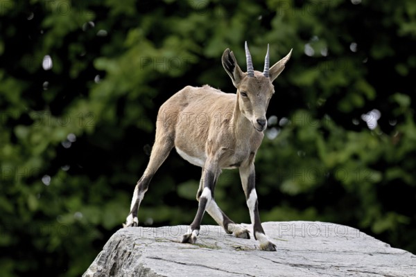 Nubian ibex (Capra nubiana), young animal standing on rock, captive, Switzerland