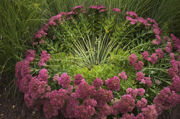 Stonecrop, also Sedum, blown away by the wind, storm, Stuttgart, Baden-Württemberg, Germany