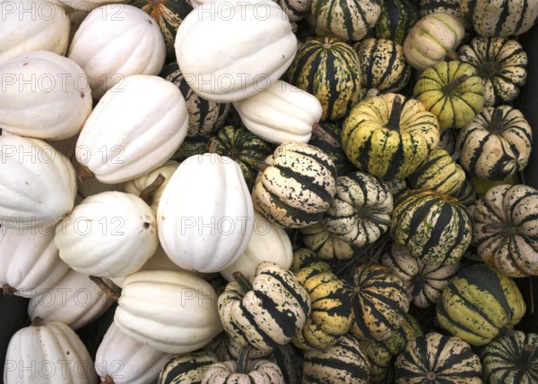 Acorn Squash, sweet dumpling, pumpkin, pumpkins, stall, market, Stuttgart, Baden-Württemberg, Germany