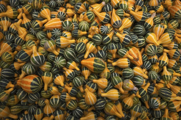 Ornamental pumpkins, pumpkin, pumpkins, stall, market, Stuttgart, Baden-Württemberg, Germany