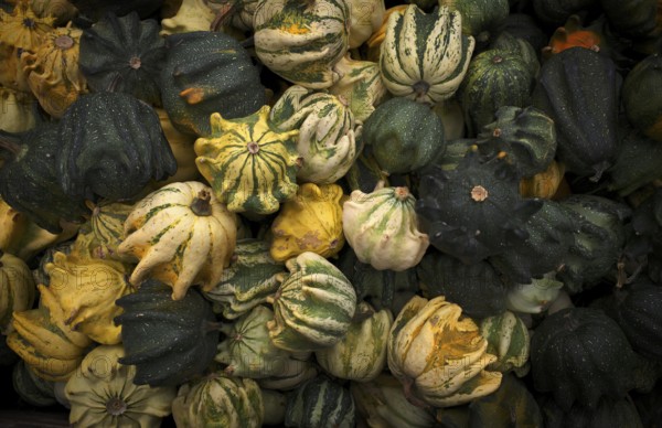Crown ornamental pumpkin, crown pumpkin, pumpkin, pumpkins, stall, market, Stuttgart, Baden-Württemberg, Germany