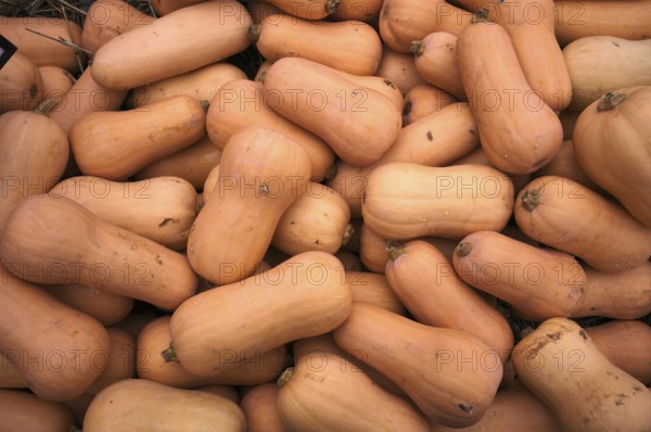 Butternut squash, pumpkins, stall, market, Stuttgart, Baden-Württemberg, Germany