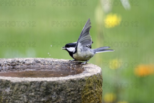 Great tit (Parus major), bird bath, water, garden, cute, Germany, A great tit is sitting on the edge of the bird bath, has one wing outstretched and has been drinking water. The drops of water are flying through the air