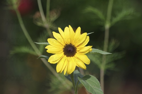 Sunflower (Helianthus annuus), yellow, flower, small, pretty, single, garden