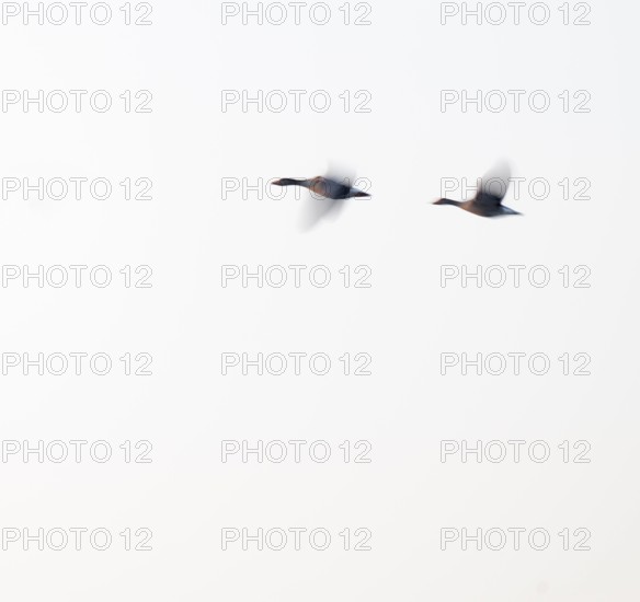 Greylag goose (Anser anser), two greylag geese in flight, motion blur, long exposure, dragging, wiping effect, Lower Saxony, Germany