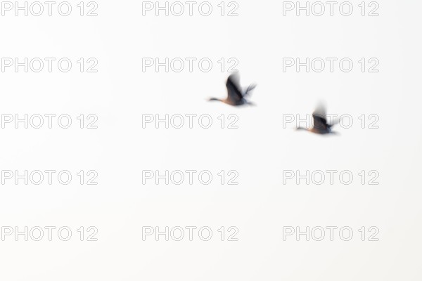 Greylag goose (Anser anser), two greylag geese in flight, motion blur, long exposure, dragging, wiping effect, Lower Saxony, Germany