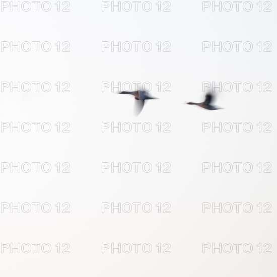 Greylag goose (Anser anser), two greylag geese in flight, motion blur, long exposure, dragging, wiping effect, Lower Saxony, Germany