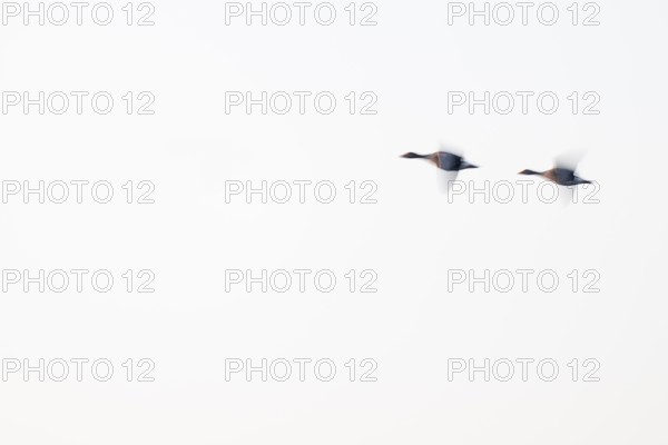 Greylag goose (Anser anser), two greylag geese in flight, motion blur, long exposure, dragging, wiping effect, Lower Saxony, Germany