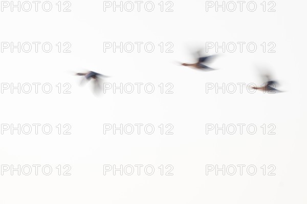 Greylag goose (Anser anser), three greylag geese in flight, motion blur, long exposure, dragging, wiping effect, Lower Saxony, Germany