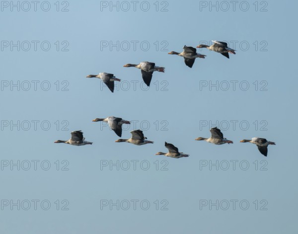 Greylag goose (Anser anser), a flock of greylag geese in flight, blue sky, Lower Saxony, Germany