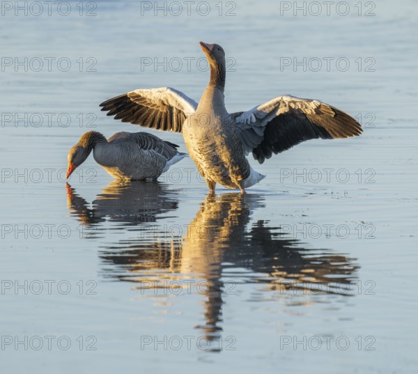 Greylag goose (Anser anser) two greylag geese standing in the shallows of a wetland, one goose flapping its wings, Lower Saxony, Germany