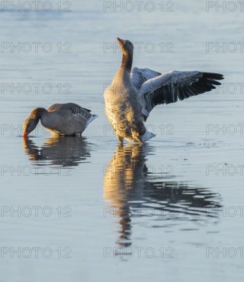 Greylag goose (Anser anser) two greylag geese standing in the shallows of a wetland, one goose flapping its wings, Lower Saxony, Germany