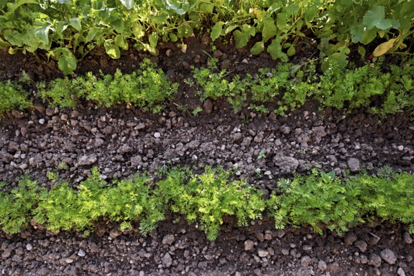 Carrot herb, carrot, garden carrot, carrot root, yellow turnip (Daucus carota subsp. sativus)