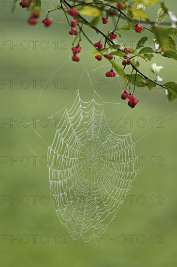 Spider web with morning dew on the fruit of the Common spindle bush (Euonymus europaeus), also known as the common monkeyhood