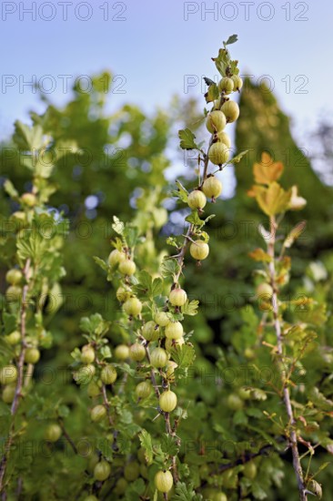Fruit of the gooseberry (Ribes uva-crispa)