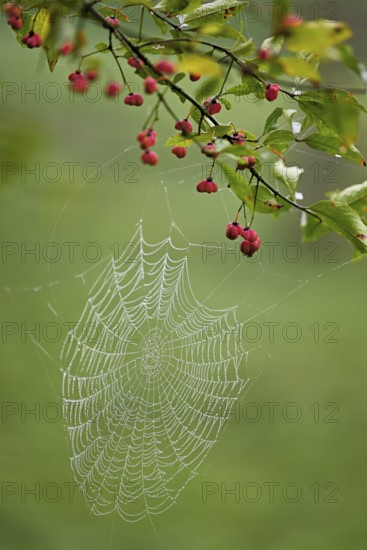 Spider web with morning dew on the fruit of the Common spindle bush (Euonymus europaeus), also known as the common monkeyhood
