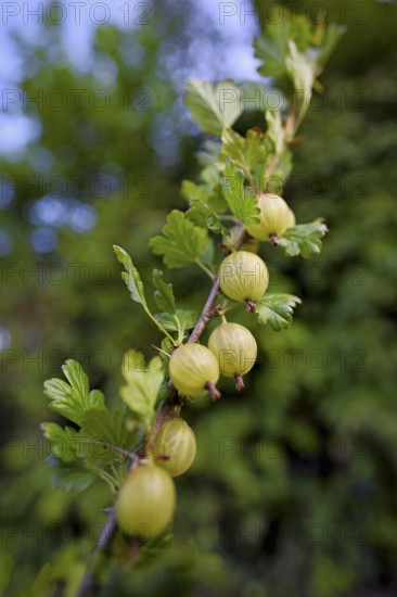 Fruit of the gooseberry (Ribes uva-crispa)