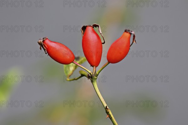 Red fruits of the rose hip (Rosa Rugosa), Switzerland