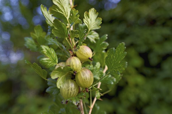 Fruit of the gooseberry (Ribes uva-crispa)