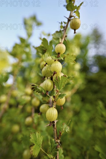Fruit of the gooseberry (Ribes uva-crispa)