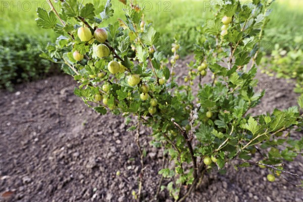 Fruit of the gooseberry (Ribes uva-crispa)