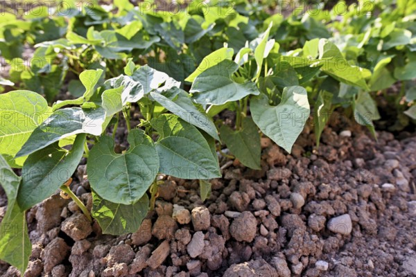 Herb of the bush bean (Phaseolus vulgaris nanus)