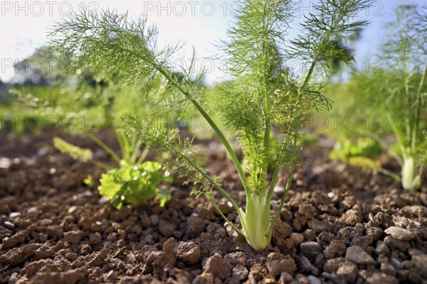Herb and bulb of fennel (Foeniculum vulgare), spice and medicinal plant