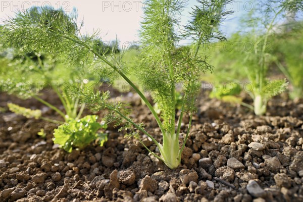Herb and bulb of fennel (Foeniculum vulgare), spice and medicinal plant