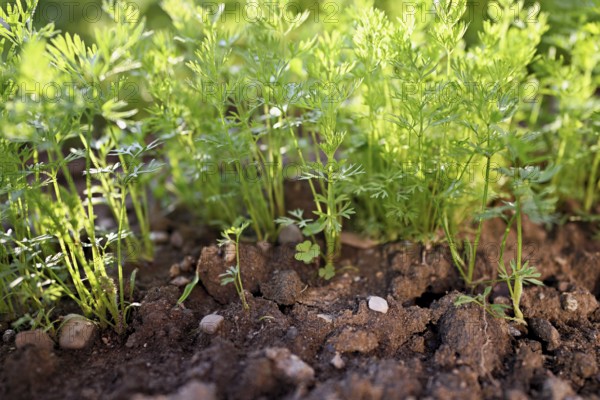 Carrot herb, carrot, garden carrot, carrot root, yellow turnip (Daucus carota subsp. sativus)