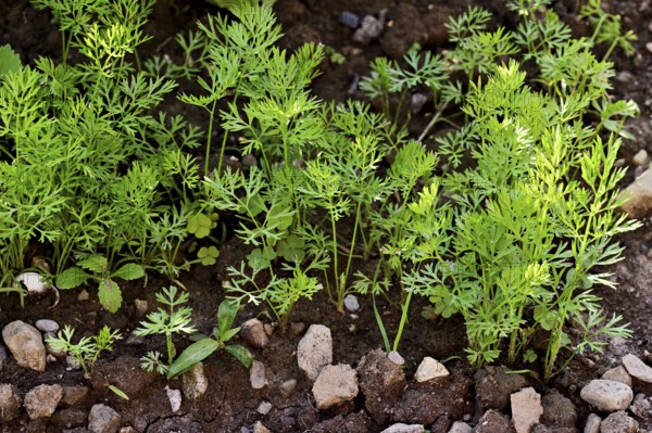 Carrot herb, carrot, garden carrot, carrot root, yellow turnip (Daucus carota subsp. sativus)