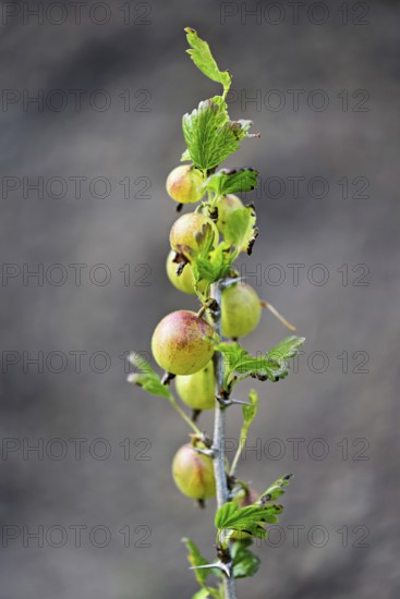 Fruit of the gooseberry (Ribes uva-crispa)