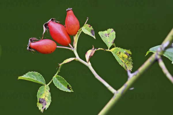 Red fruits of the rose hip (Rosa Rugosa), Switzerland