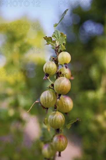 Fruit of the gooseberry (Ribes uva-crispa)
