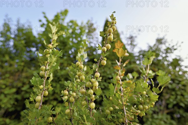 Fruit of the gooseberry (Ribes uva-crispa)