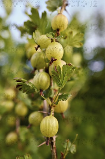 Fruit of the gooseberry (Ribes uva-crispa)