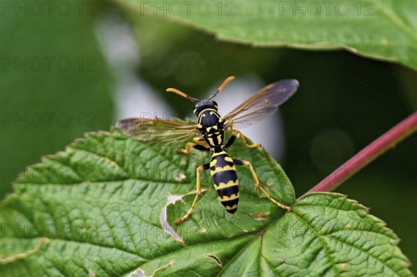 House field wasp (Polistes dominula), taking off from a leaf, Switzerland