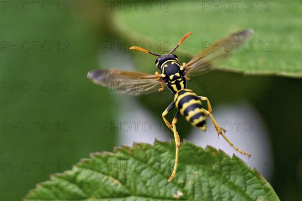 House field wasp (Polistes dominula), taking off from a leaf, Switzerland