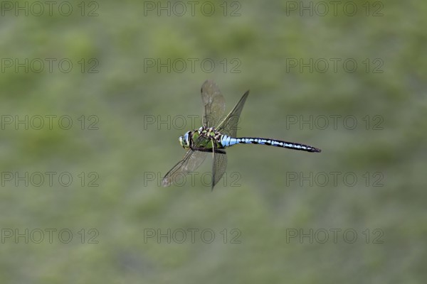 Large king dragonfly (Anax imperator), in flight, Switzerland