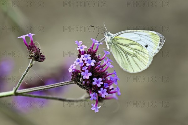 Cabbage butterfly (Pieris brassicae), on verbena flower (Verbenaceae), Switzerland