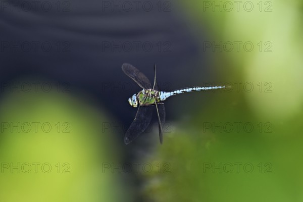 Large king dragonfly (Anax imperator), in flight, Switzerland